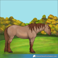Horse Color:Red Dun 