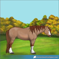 Horse Color:Red Dun 