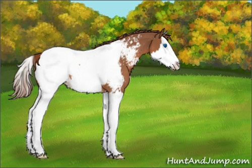 Horse Color:Chestnut Splash Appaloosa 