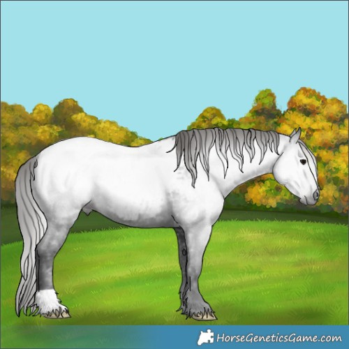 Horse Color:Gray Black Appaloosa 