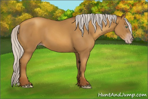 Horse Color:Gray Silver Amber Champagne 