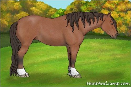 Horse Color:Bay Roan 