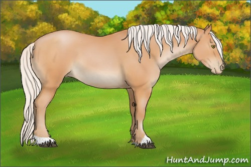 Horse Color:Silver Bay Pearl 