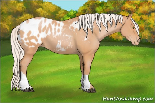 Horse Color:Silver Bay Pearl Appaloosa 