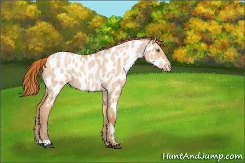 Horse Color:Bay Pearl Dun Appaloosa 