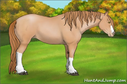 Horse Color:Bay Pearl 