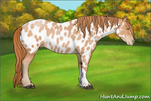 Horse Color:Bay Pearl Appaloosa 