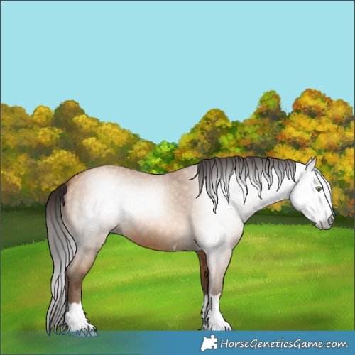 Horse Color:Gray Amber Champagne 
