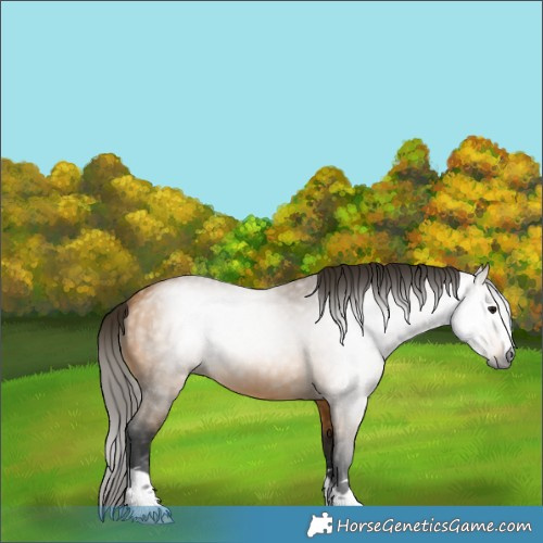 Horse Color:Gray Buckskin 