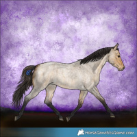 Horse Color:Bay Roan Dun  and Buckskin Roan Dun 