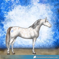 Horse Color:Bay Dun Appaloosa 