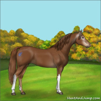 Horse Color:Gray Chestnut 