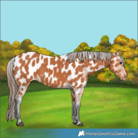 Horse Color:Bay Appaloosa 