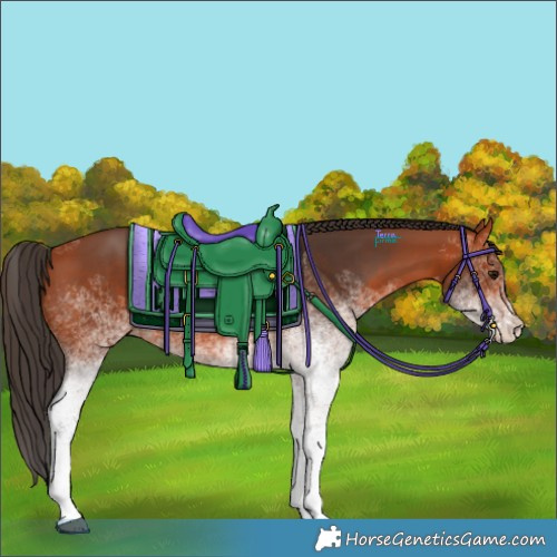 Horse Color:White Spotted Bay