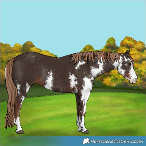 Horse Color:Liver Chestnut Sabino Rabicano