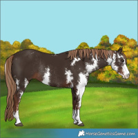 Horse Color:Liver Chestnut Sabino Rabicano 