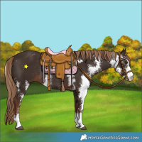 Horse Color:Liver Chestnut Sabino Rabicano 