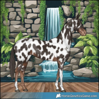 Horse Color:Liver Chestnut Tobiano Appaloosa