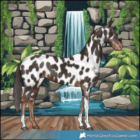 Horse Color:Liver Chestnut Tobiano Near Leopard 