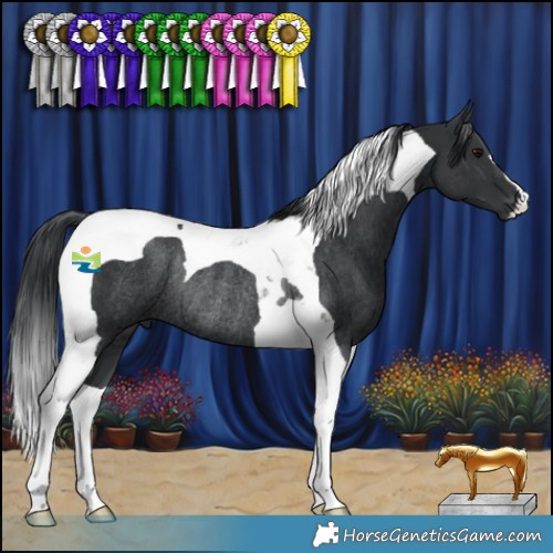 Horse Color:Black Tobiano Rabicano 