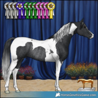 Horse Color:Black Tobiano Rabicano
