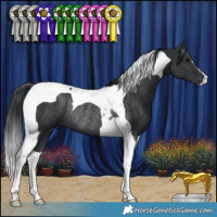 Horse Color:Black Tobiano Rabicano