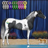 Horse Color:Black Tobiano Rabicano 