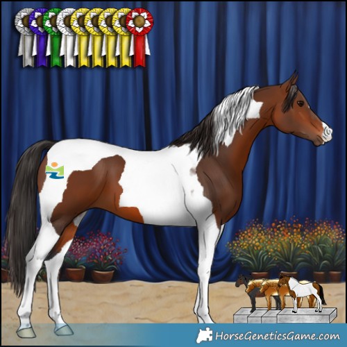 Horse Color:Brown Tobiano 