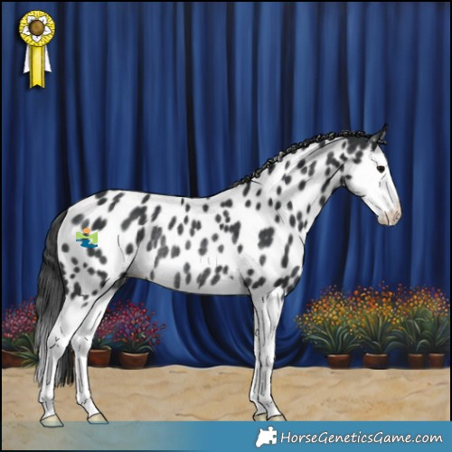 Horse Color:Black Splash Appaloosa Rabicano 