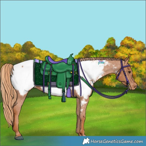 Horse Color:Chestnut Appaloosa