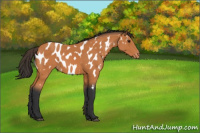 Horse Color:Bay Appaloosa