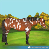 Horse Color:Bay Appaloosa 