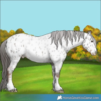 Horse Color:Liver Chestnut Appaloosa 