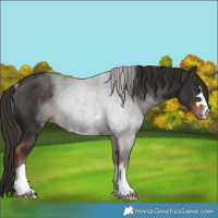 Horse Color:Liver Chestnut Rabicano 