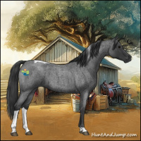 Horse Color:Blue Roan Tobiano 