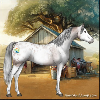 Horse Color:Gray Bay Roan Splash Appaloosa 