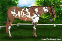 Horse Color:Chocolate Palomino Sabino Appaloosa  and Chestnut 