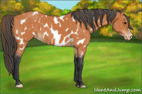 Horse Color:Bay Appaloosa 