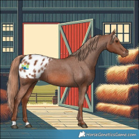 Horse Color:Chestnut Appaloosa 