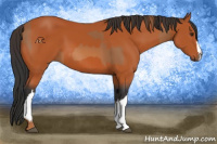 Horse Color:Chestnut  and Bay 
