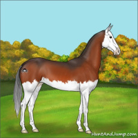 Horse Color:Bay Splash 