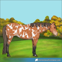 Horse Color:Bay Appaloosa