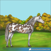 Horse Color:Brown Dun Appaloosa 