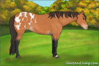 Horse Color:Bay Appaloosa 