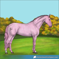 Horse Color:Watercolor Buckskin Roan 