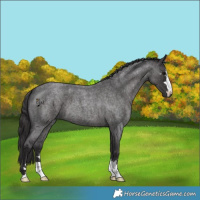 Horse Color:Smoky Blue Roan 