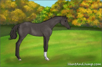 Horse Color:Smoky Blue Roan 