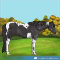 Horse Color:Smoky Black Tobiano 