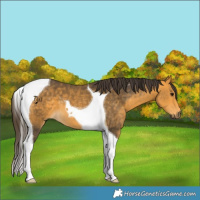 Horse Color:Buckskin Tobiano 