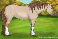 Horse Color:Red Dun 